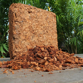 Plantonix Coco Husk Chips act as seed starter medium with good aeration.