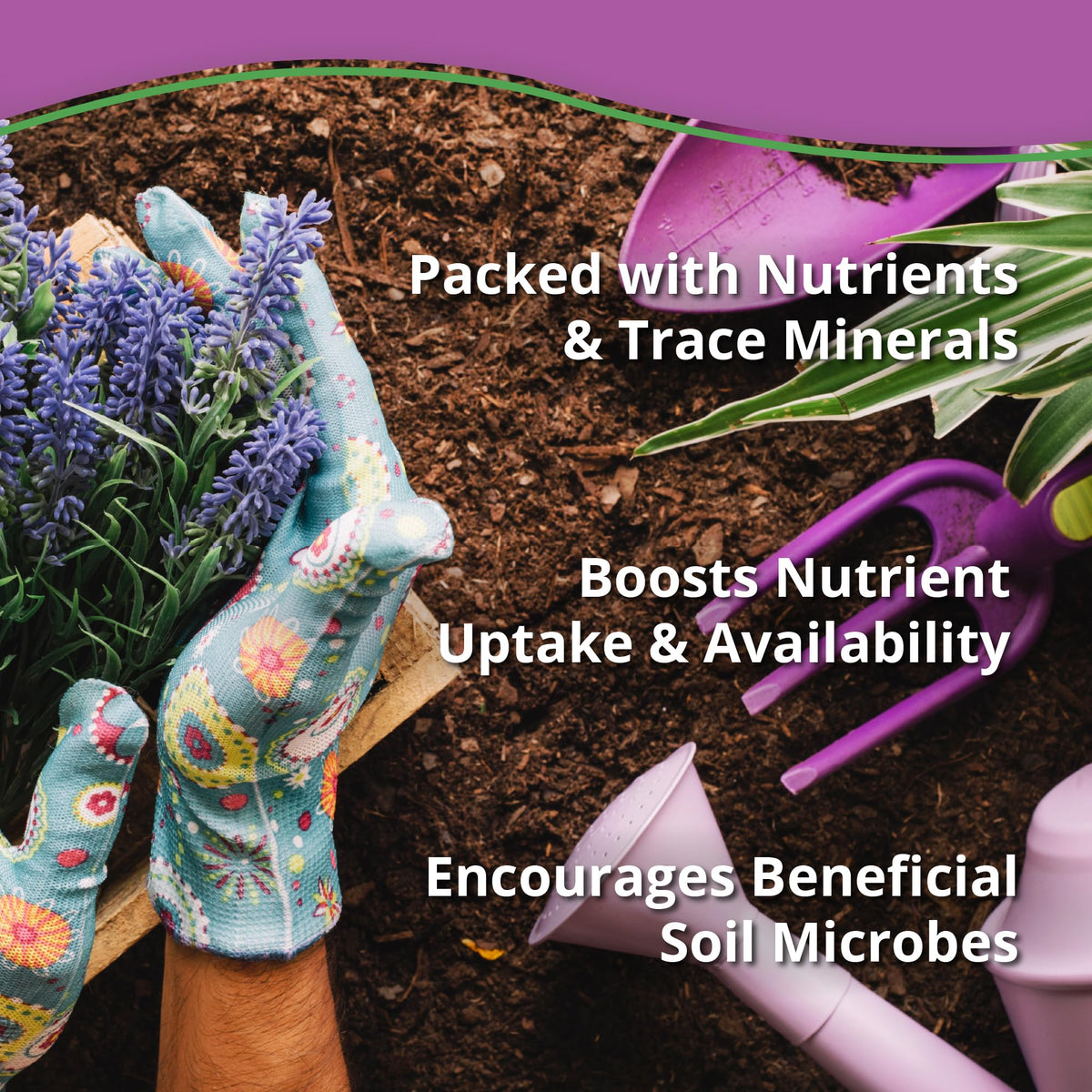 Healthy plants thriving in a vegetable garden with Kelp Bliss.
