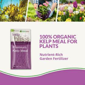 Plantonix Kelp Bliss measuring spoon, convenient dosing for precise plant nutrition.