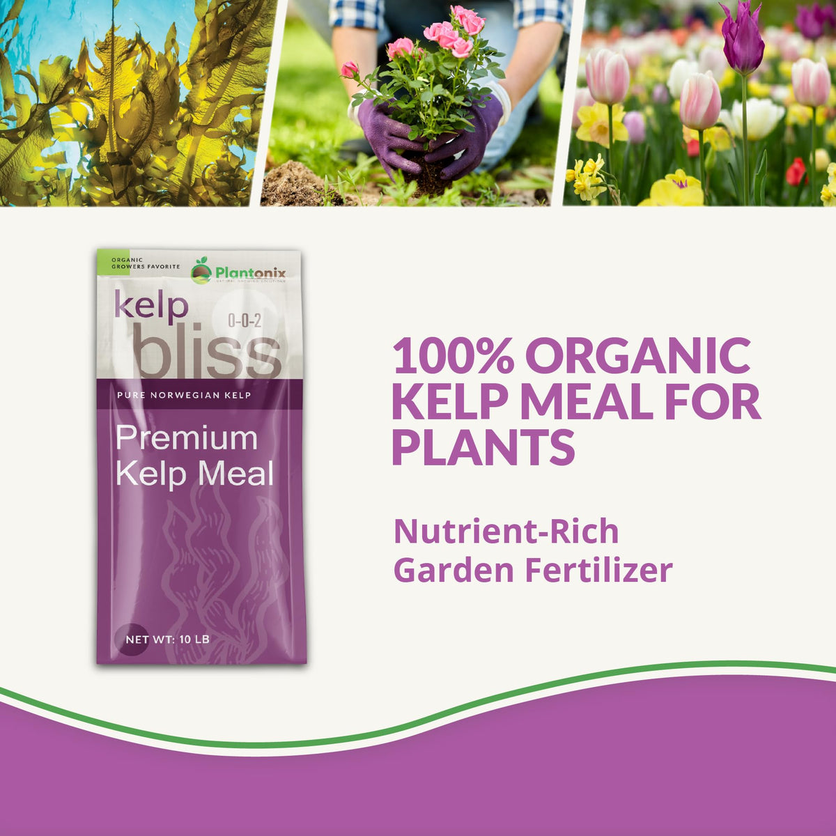 Close-up of sea kelp used in Plantonix Kelp Bliss for nutrient-rich soil.