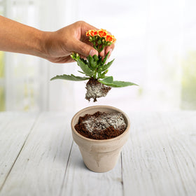 Container plants thriving with Plantonix Myco Bliss for healthier growth