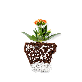Pouring action of Plantonix Perlite Bliss highlights lightweight texture and drainage support.