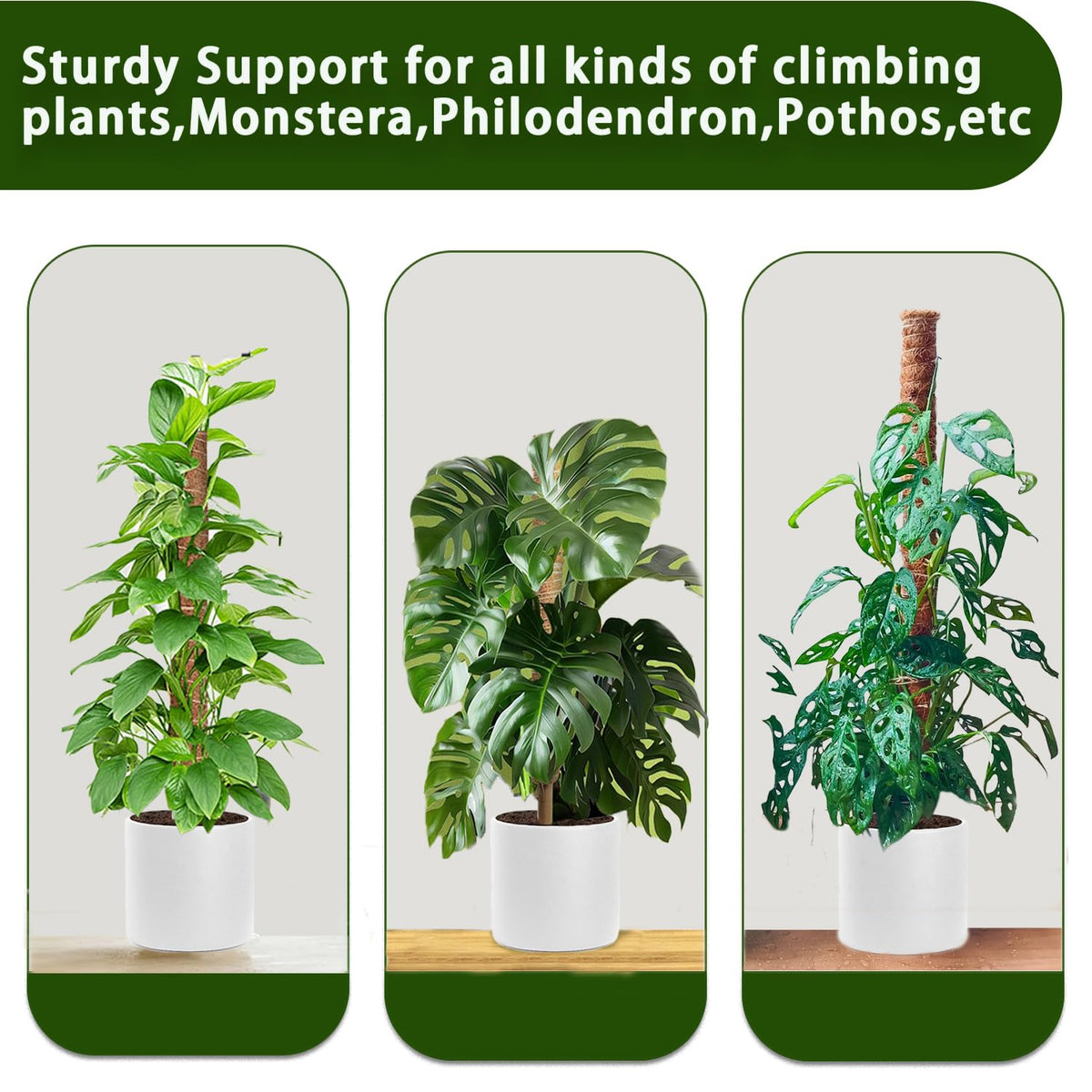 Stackable poles provide sturdy support for Monstera, Pothos, and other climbers
