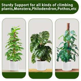 Stackable poles provide sturdy support for Monstera, Pothos, and other climbers