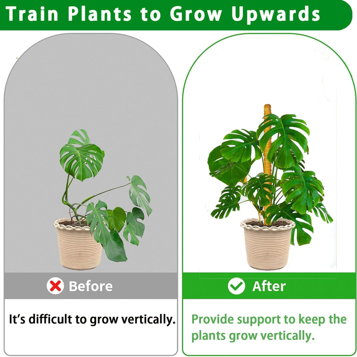 Plantpolex moss pole aiding Monstera climbing and upward growth.