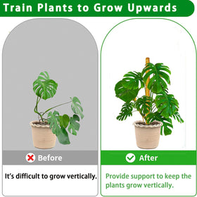 Plantpolex moss pole aiding Monstera climbing and upward growth.