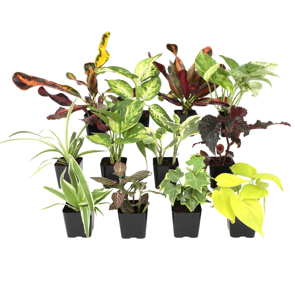 Plants for Pets twelve-pack live indoor plants in pots for desks and shelves.