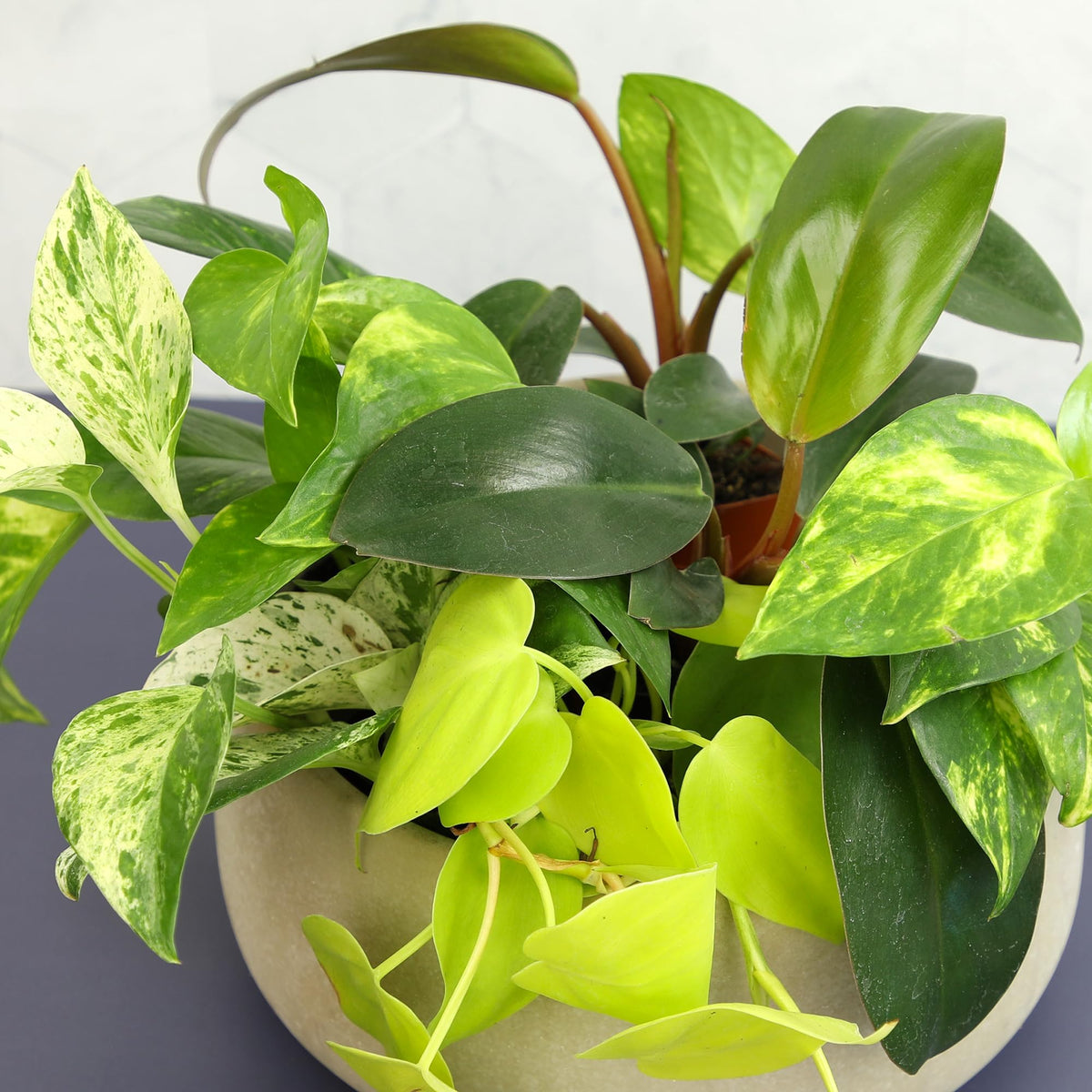Plants for Pets 6-pack in 2-inch pots ready to brighten any shelf or corner.