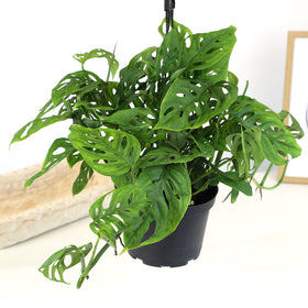 Plants for Pets 6-inch Monstera Adansonii ideal as a gift-ready houseplant