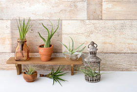 Air plant displayed in terrarium by Plants for Pets for a modern look