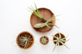 Tillandsia air plant on driftwood from Plants for Pets for a natural centerpiece