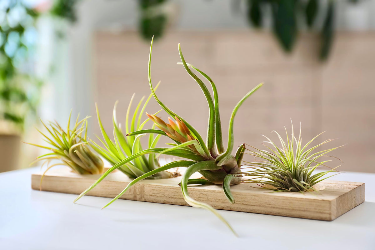 Tillandsia air plant with pink bloom, Plants for Pets decorative variation