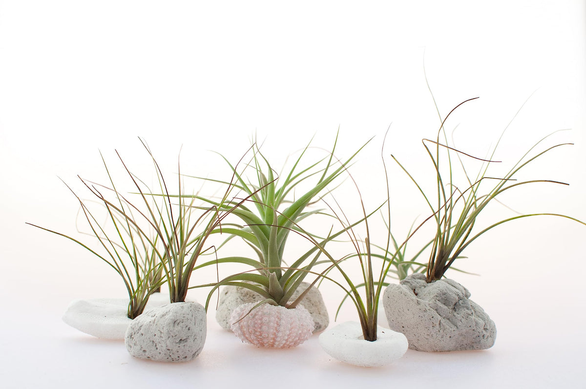 Tillandsia air plant soaking method for weekly care by Plants for Pets