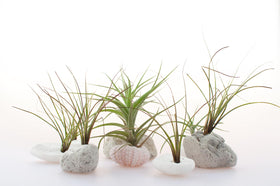 Tillandsia air plant soaking method for weekly care by Plants for Pets