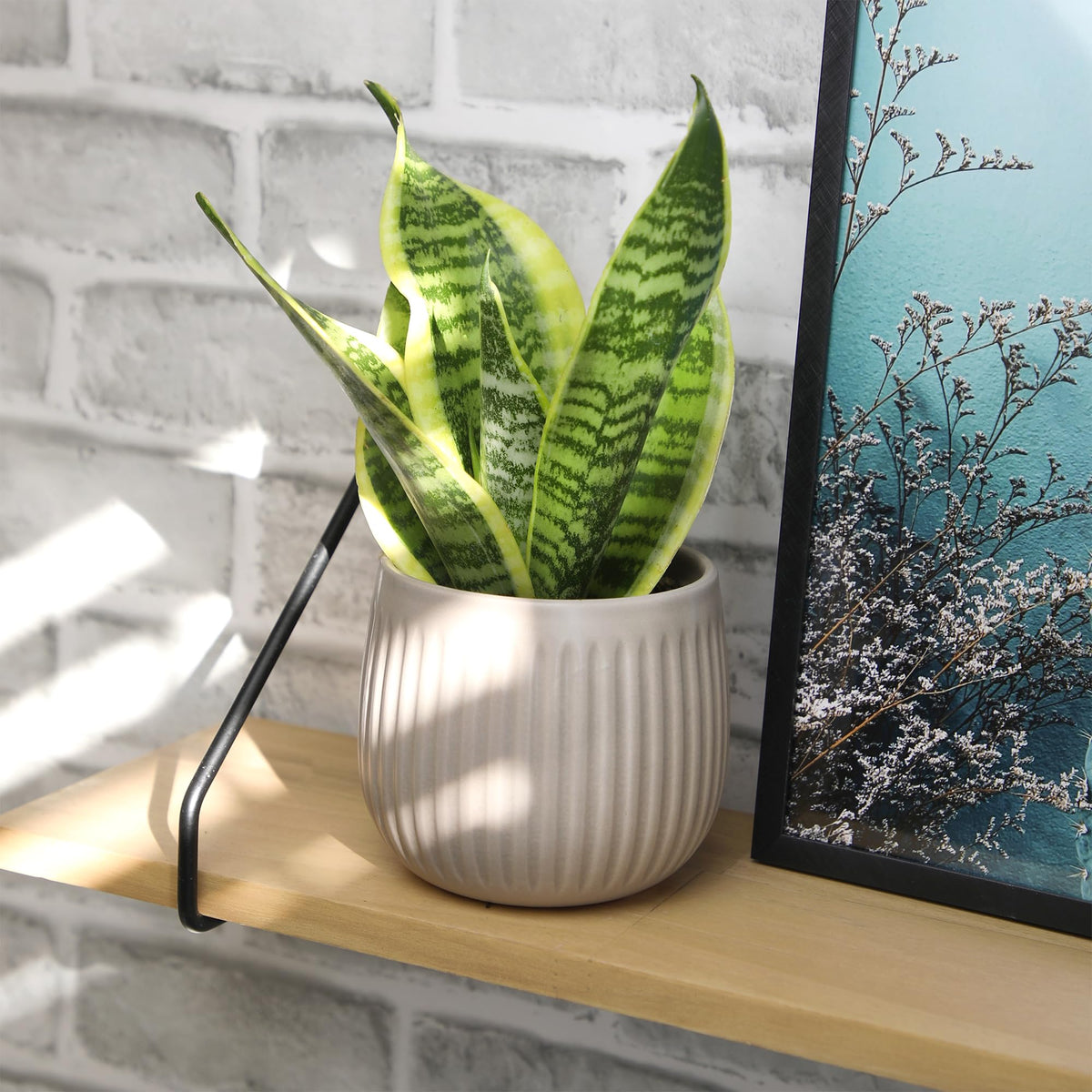 Plants for Pets air purifying snake plant may help freshen indoor air.