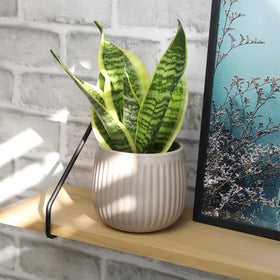 Plants for Pets air purifying snake plant may help freshen indoor air.