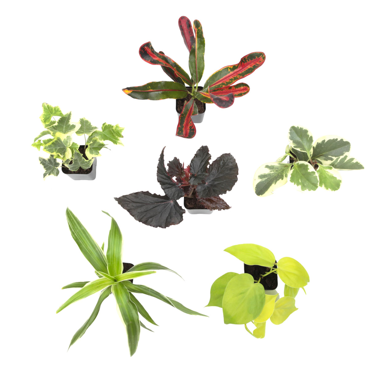 Plants for Pets Aralia Dizygotheca Castor — variegated foliage accent for counters.