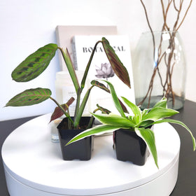 Plants for Pets Aralia Polyscias Ming Gold — shimmering gold leaves for focal points.