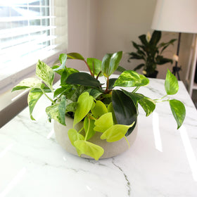 Plants for Pets Arrival packaging protects live pothos and philodendron during transit.