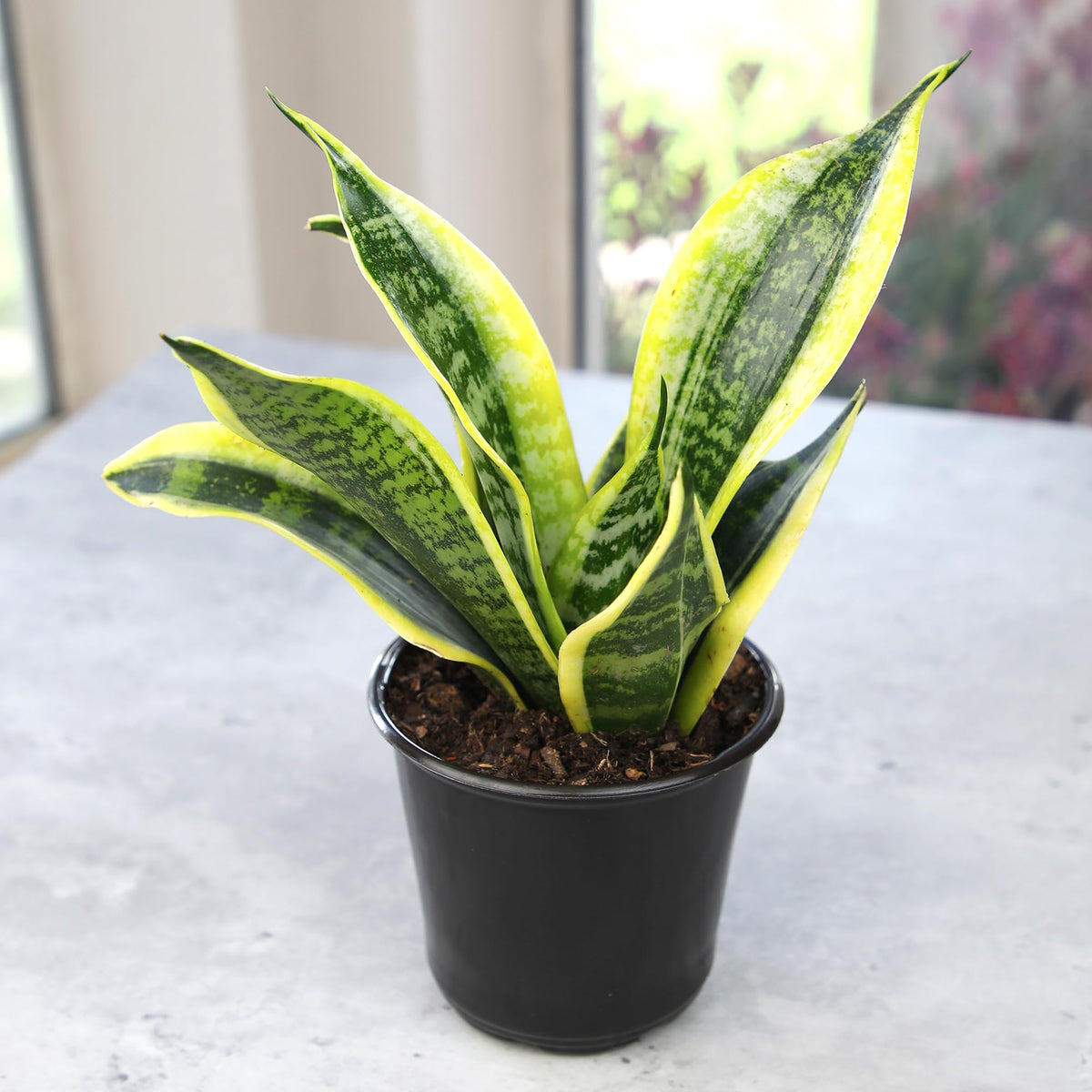 Plants for Pets bedroom or office plant supports calm, green productivity.
