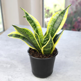 Plants for Pets bedroom or office plant supports calm, green productivity.