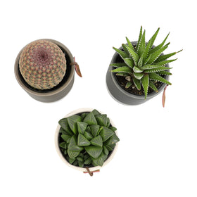 Plants for Pets LoLite cactus-varieties pack adds color to home decor.