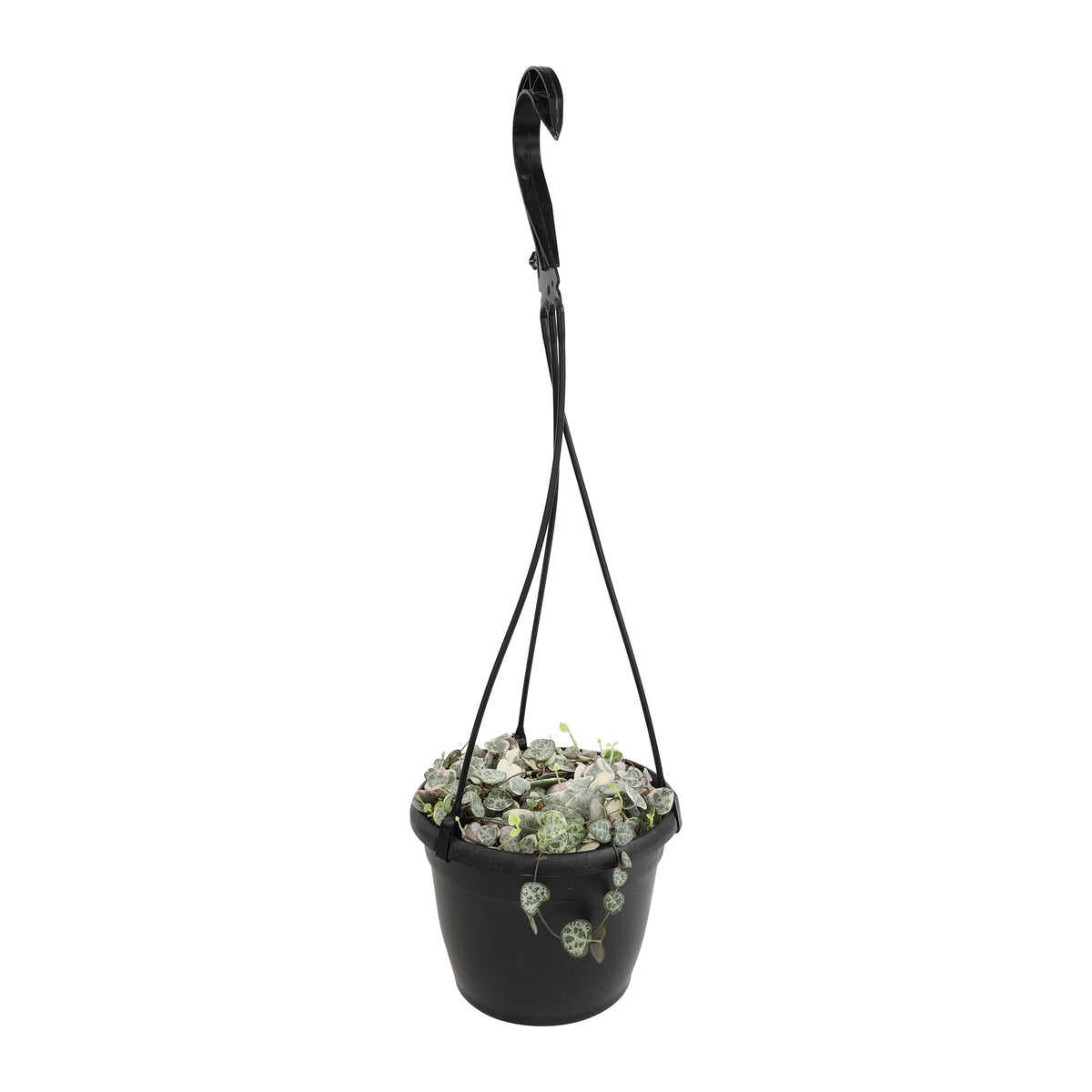 Plants for Pets trailing Ceropegia woodii variegata on a plant trellis for décor.