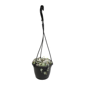 Plants for Pets trailing Ceropegia woodii variegata on a plant trellis for décor.