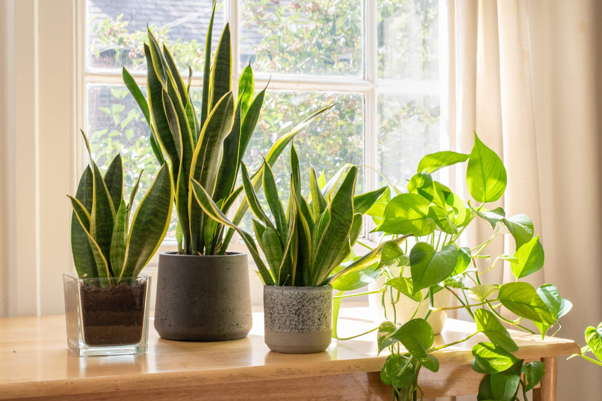 Plants for Pets compact Sansevieria Superba fits small spaces.