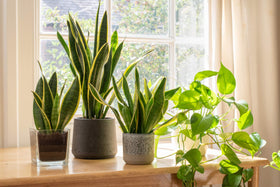 Plants for Pets compact Sansevieria Superba fits small spaces.