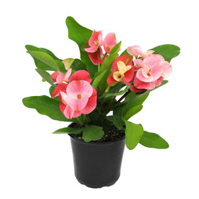 Plants for Pets crown of thorns in a 4 inch pot ready to brighten indoor spaces.