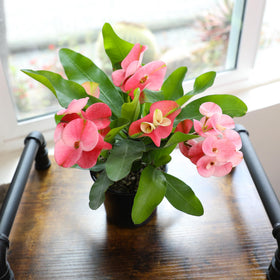 Plants for Pets crown of thorns with pink bracts highlighting year round color.