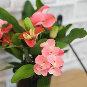 Plants for Pets crown of thorns with spiny stems and a rose like silhouette.