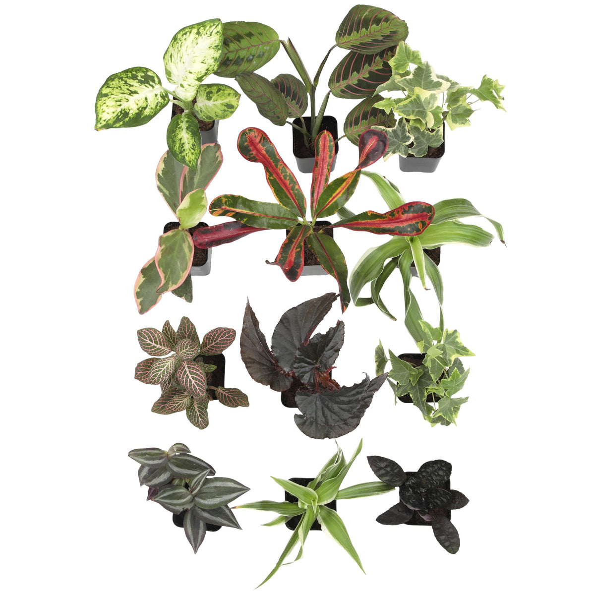 Plants for Pets lush desk arrangement ideal for home offices.