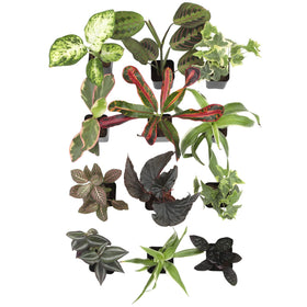 Plants for Pets lush desk arrangement ideal for home offices.