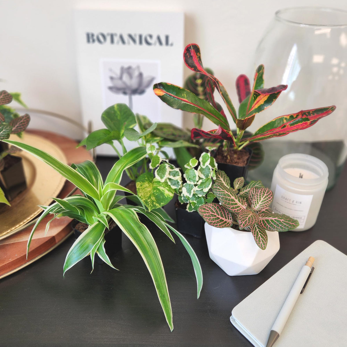 Plants for Pets ideal for terrariums and creative planters.