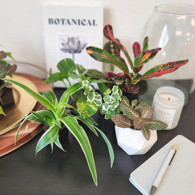 Plants for Pets ideal for terrariums and creative planters.