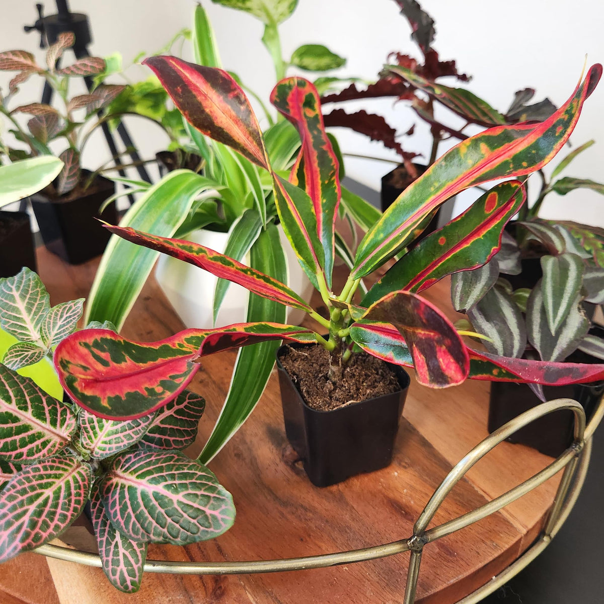 Plants for Pets desktop-friendly plants add life to desks and shelves.