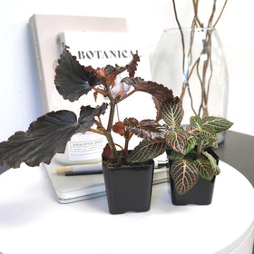 Plants for Pets Dieffenbachia Amy Urc — tropical broad leaves for living rooms.