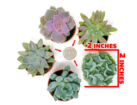 Plants for Pets DIY decor succulents for planters or wall mounts.