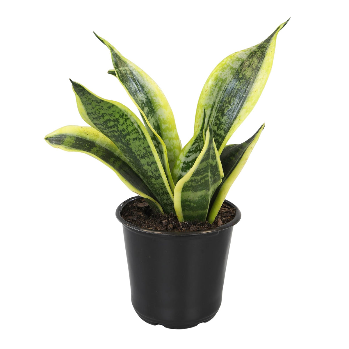 Plants for Pets drought tolerant snake plant requires infrequent watering.