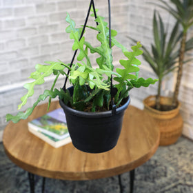 Plants for Pets Epiphyllum Flower Showpiece: dramatic blooms and lush foliage for living spaces