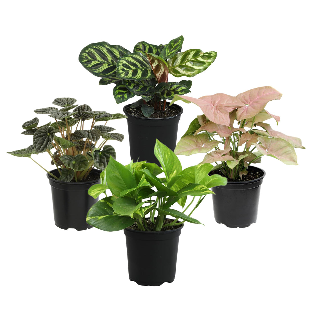 Plants for Pets Essential Collection calathea leaves, bold patterns add color to living spaces.