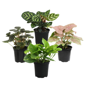 Plants for Pets Essential Collection calathea leaves, bold patterns add color to living spaces.