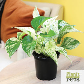 Plants for Pets Essential Collection dracaena tall stem, space-saving upright accent for rooms.