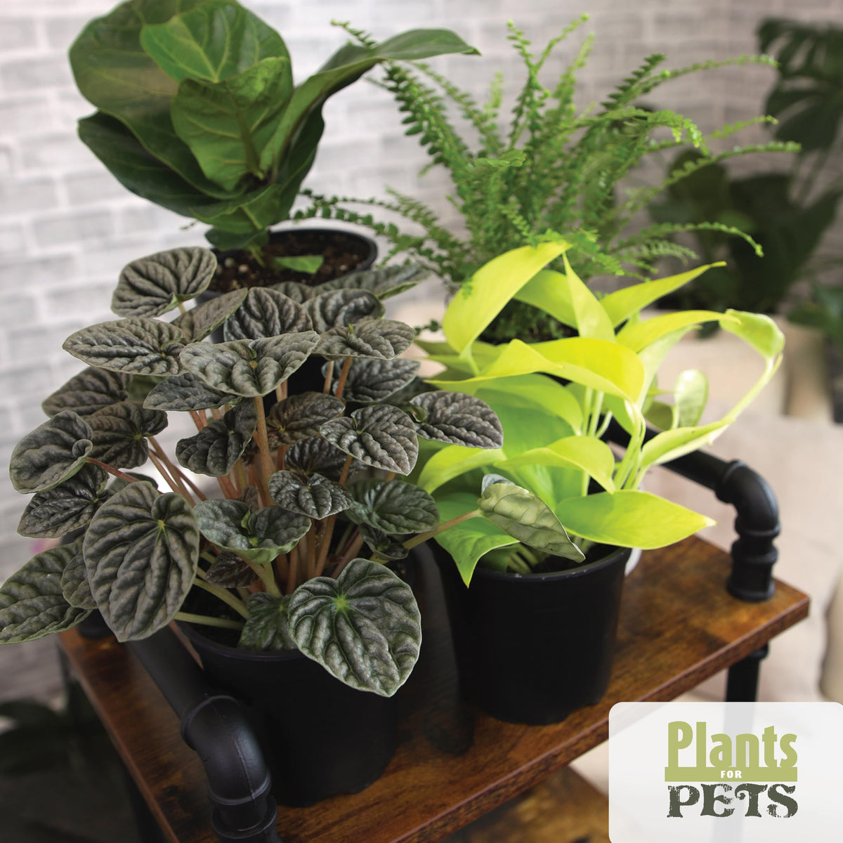 Plants for Pets Essential Collection fern, soft fronds bring texture to any room.