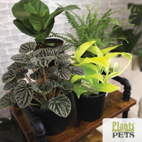 Plants for Pets Essential Collection fern, soft fronds bring texture to any room.