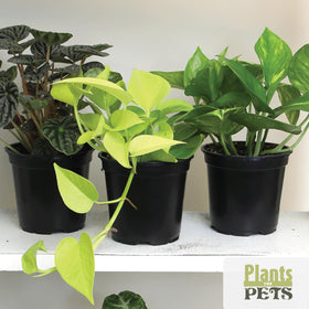 Plants for Pets Essential Collection ficus indoor, versatile greenery for homes and offices.