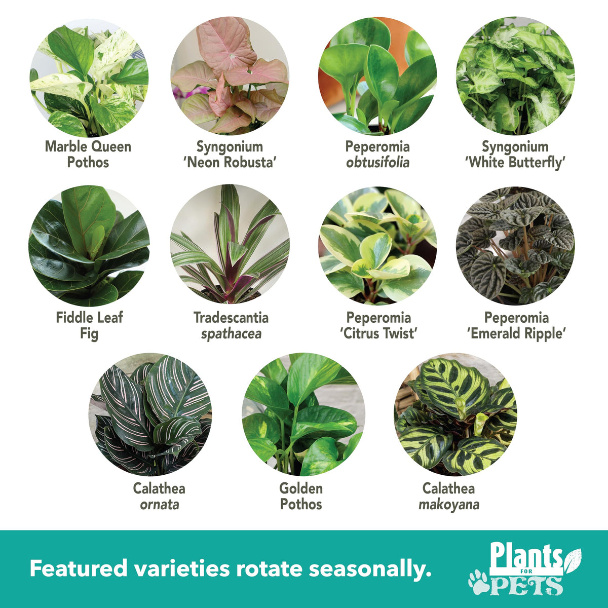 Plants for Pets Essential Collection pothos in pot, trailing vines brighten desks and shelves.