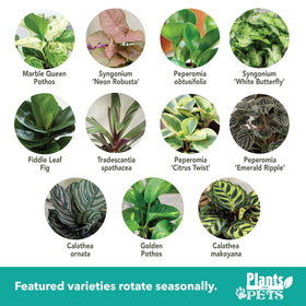 Plants for Pets Essential Collection pothos in pot, trailing vines brighten desks and shelves.